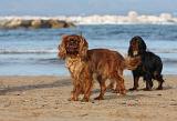 KING CHARLES SPANIEL 105
